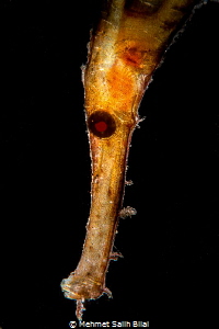 Robust ghost pipefish backlit. by Mehmet Salih Bilal 